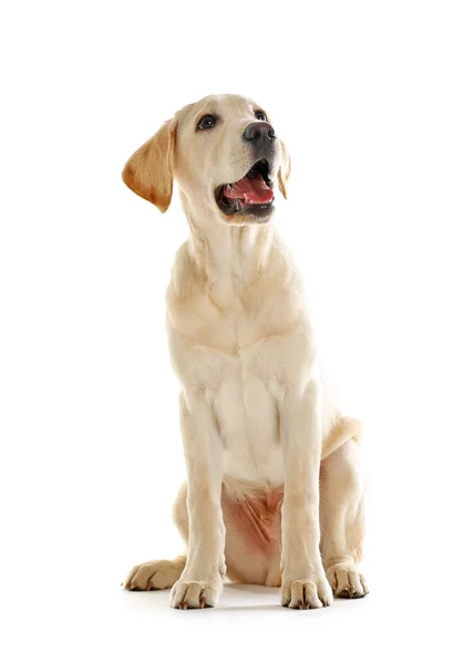 Niedlicher Labrador sitzt isoliert — Stockfoto