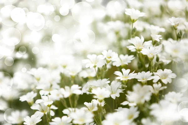 Beautiful flowers on meadow — Stock Photo, Image