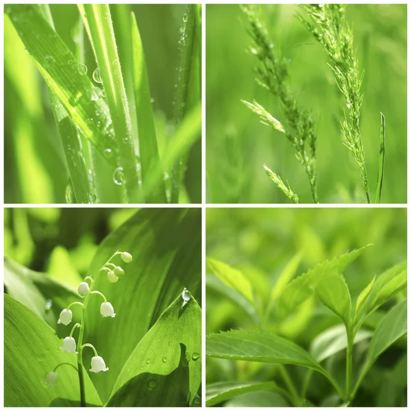 Verschillende natuur groene achtergronden — Stockfoto