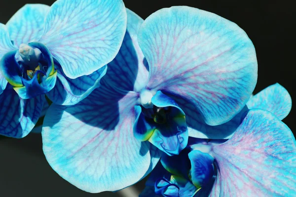 Kaunis sininen orkidea kukkia — kuvapankkivalokuva