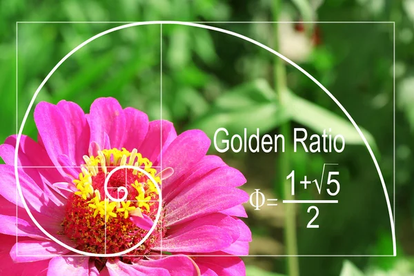 Illustration of golden ratio in nature.