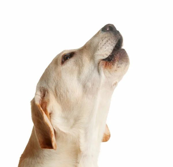 Cute Labrador dog isolated — Stock Photo, Image