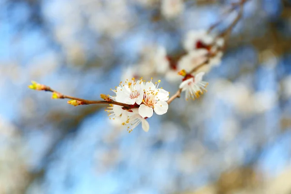 Rama de árbol floreciente — Foto de Stock