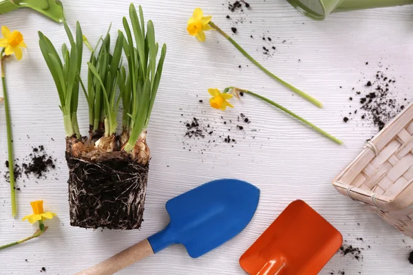 Narcissus plantan på bord — Stockfoto