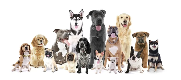 Group of different breed dogs — Stock Photo, Image