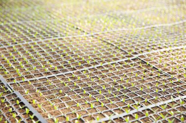 Fidan için toprak ile siyah tepsi