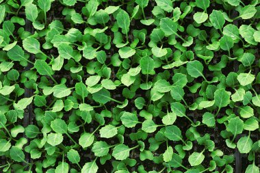 lahana fidan büyüyen