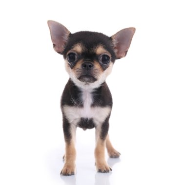 Chihuahua yavrusu beyaz