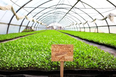 lahana fidan büyüyen