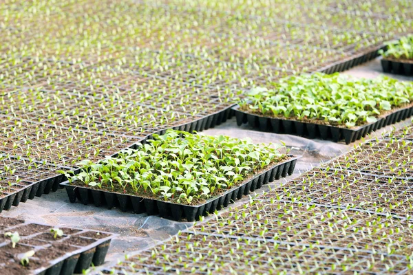 Svarta brickor med jord för plantor — Stockfoto