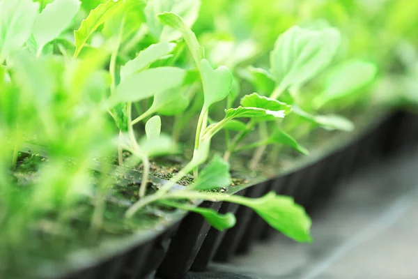 Cabbage seedlings growing — Stock Photo, Image