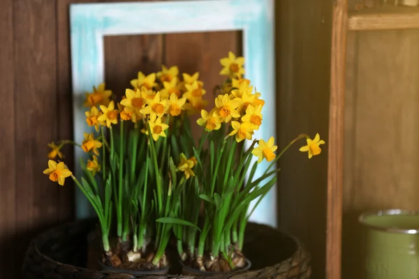 Blühende Narzissenblüten — Stockfoto