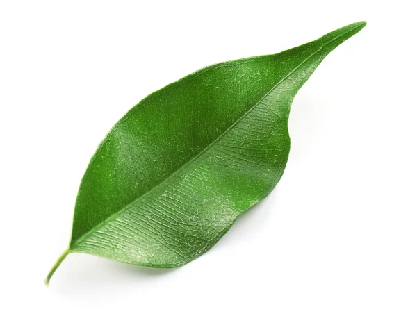 Зеленый чайный лист, изолированный — стоковое фото