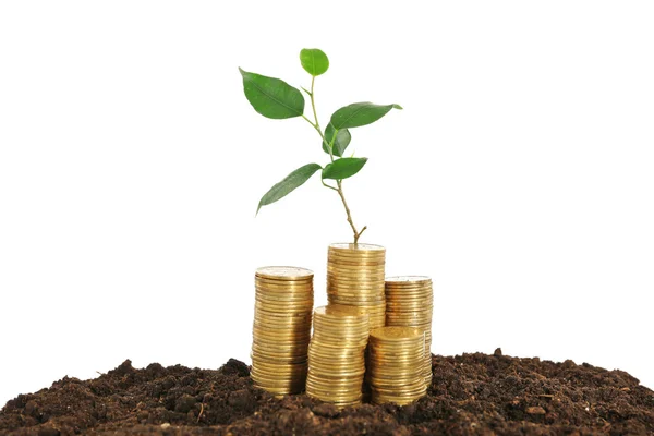 Coins in soil with young plant — Stock Photo, Image