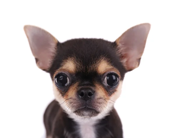 Chihuahua puppy on white — Stock Photo, Image