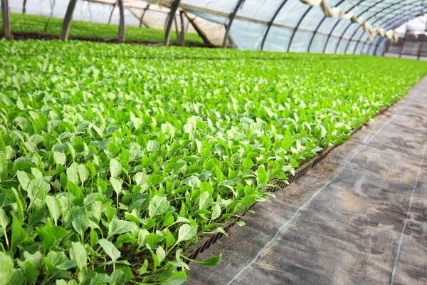 Cabbage seedlings growing — Stock Photo, Image