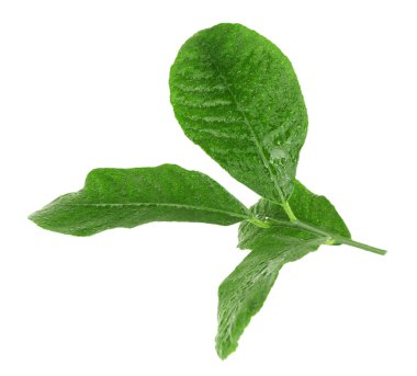 İzole narenciye yeşil yaprakları