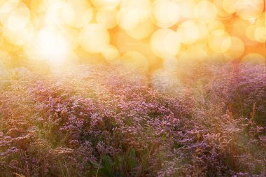 güzel çayır çiçekler