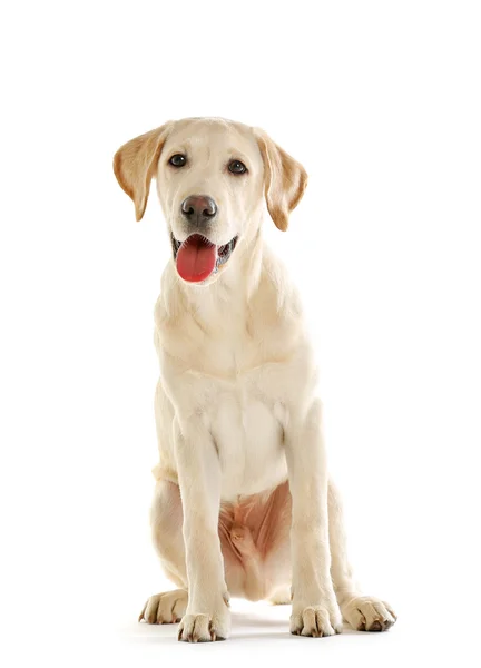 Cute Labrador dog sitting isolated — Stock Photo, Image