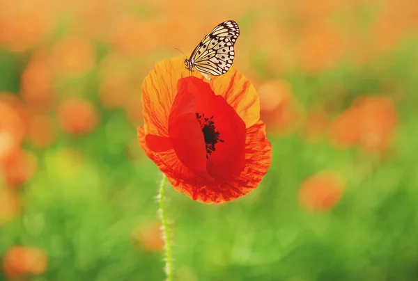 Pillangó ül a mákvirág — Stock Fotó