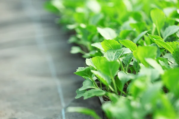 Cabbage seedlings growing — Stock Photo, Image
