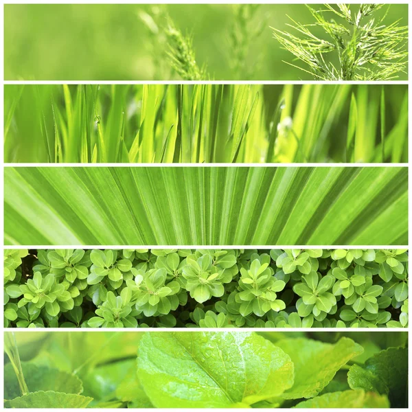 Different nature green backgrounds — Stock Photo, Image