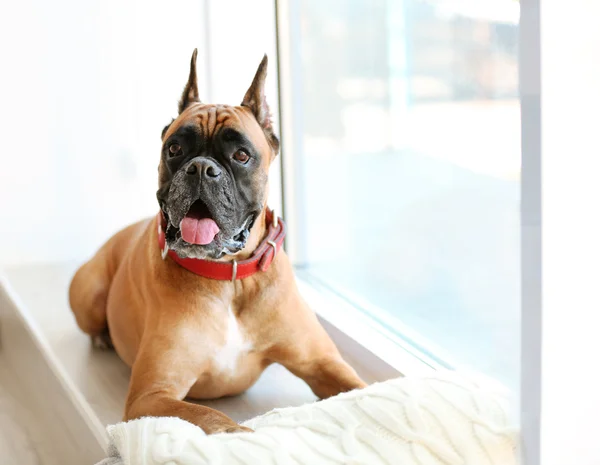 Boxer dog dengan bantal tergeletak di jendela — Stok Foto
