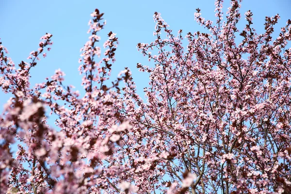 Branches roses en fleurs — Photo