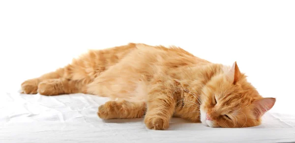 Gato aislado en blanco — Foto de Stock