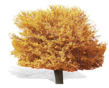 Yalnız Sonbahar ağacı