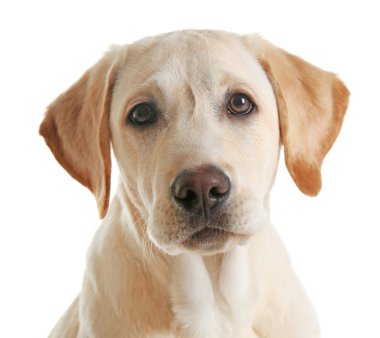 Şirin Labrador köpek izole