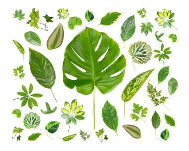 House bitkiler yaprakları topluluğu