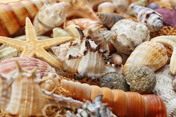 Sea shell background — Stock Photo, Image