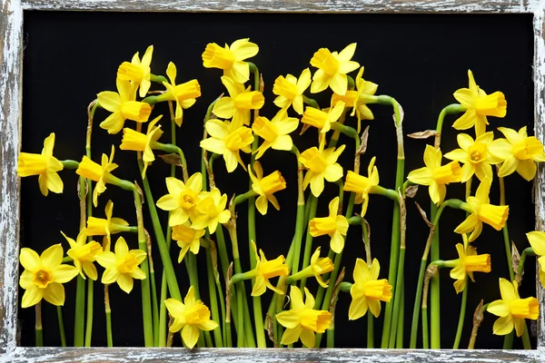 Narcissus flowers in wooden frame — Stock Photo, Image
