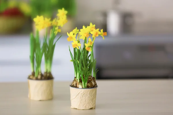 Nádherný Narcis v květináčích — Stock fotografie