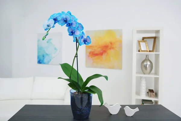 Красивые голубые цветы орхидеи — стоковое фото