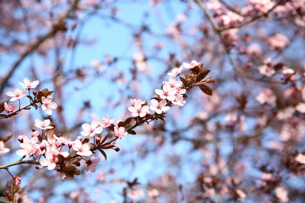 Branches roses en fleurs — Photo