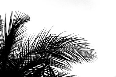 Güzel avuç içi yaprakları silüeti