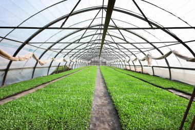 lahana fidan büyüyen