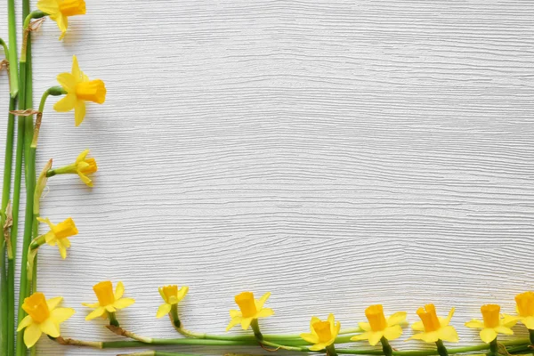 Flores narcisas frescas — Foto de Stock