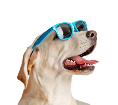 Bununla birlikte güneş gözlüklü şirin Labrador köpek