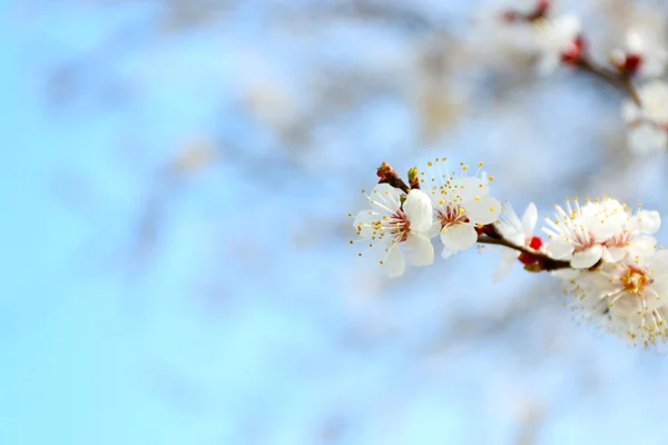 Rama de árbol floreciente — Foto de Stock