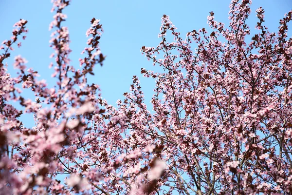 Florecientes ramas rosadas — Foto de Stock