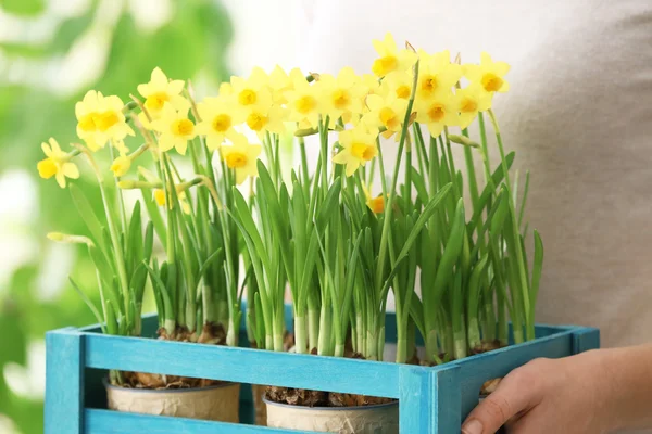 Žena hospodářství bednu s Narcis — Stock fotografie