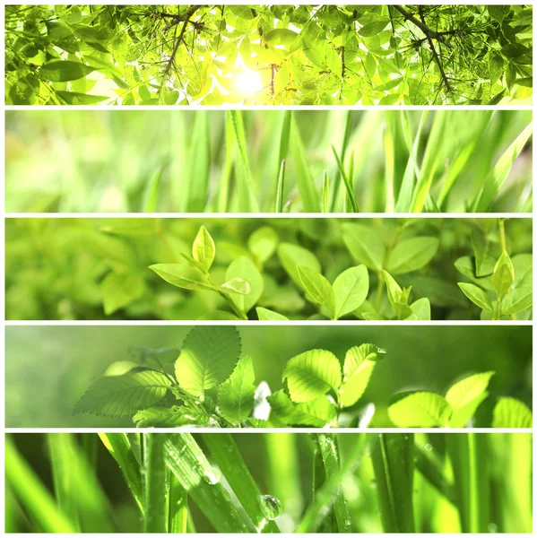 Different nature green backgrounds — Stock Photo, Image