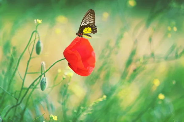 蝶はケシの花に座って — ストック写真