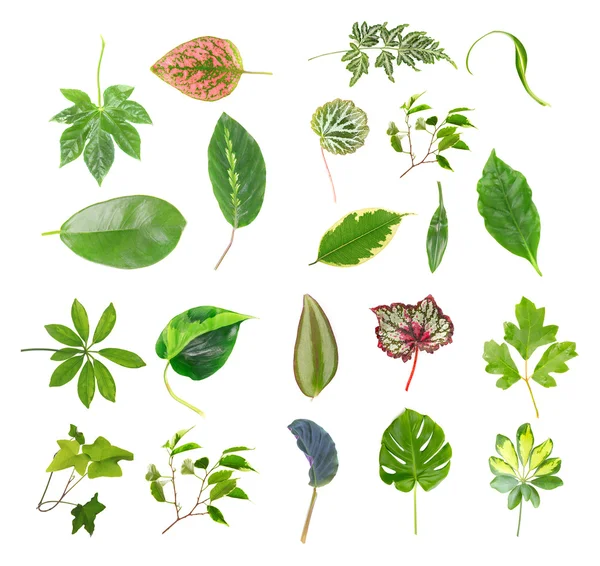 Collection of house plants leaves — Stock Photo, Image