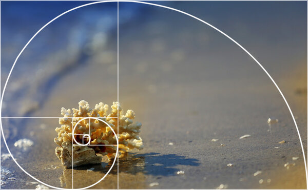 spiral arrangement in nature