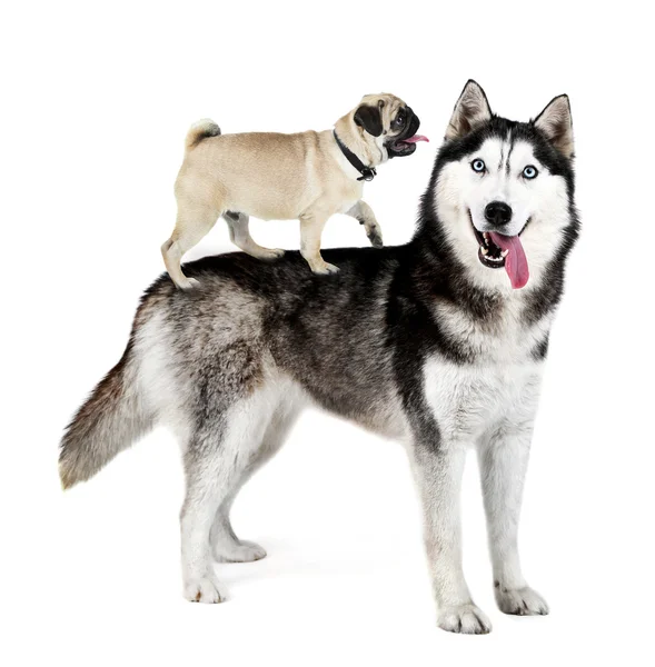 Husky and pug dog on his back — Stock Photo, Image