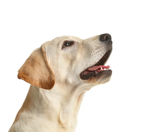 かわいいラブラドール犬の分離 — ストック写真